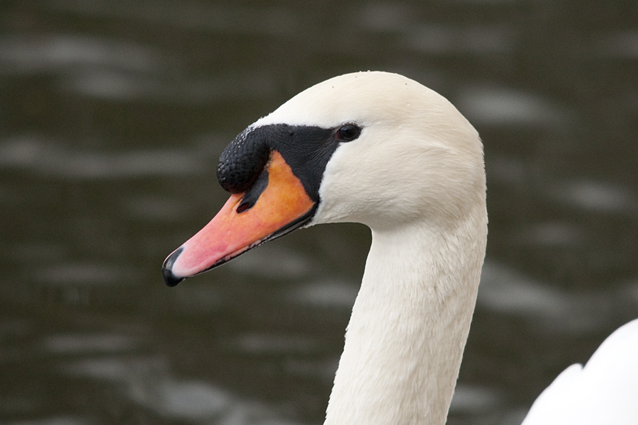 Sigma 150-500
450mm/ISO800/D90/f6,3/1/250sec