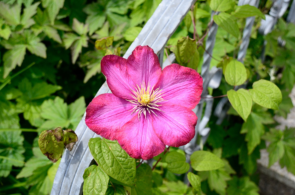 Sigma 18 200 C3333