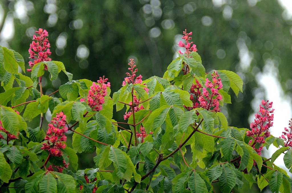Sigma 400 f 5.6TestDSC 1338 11520 725