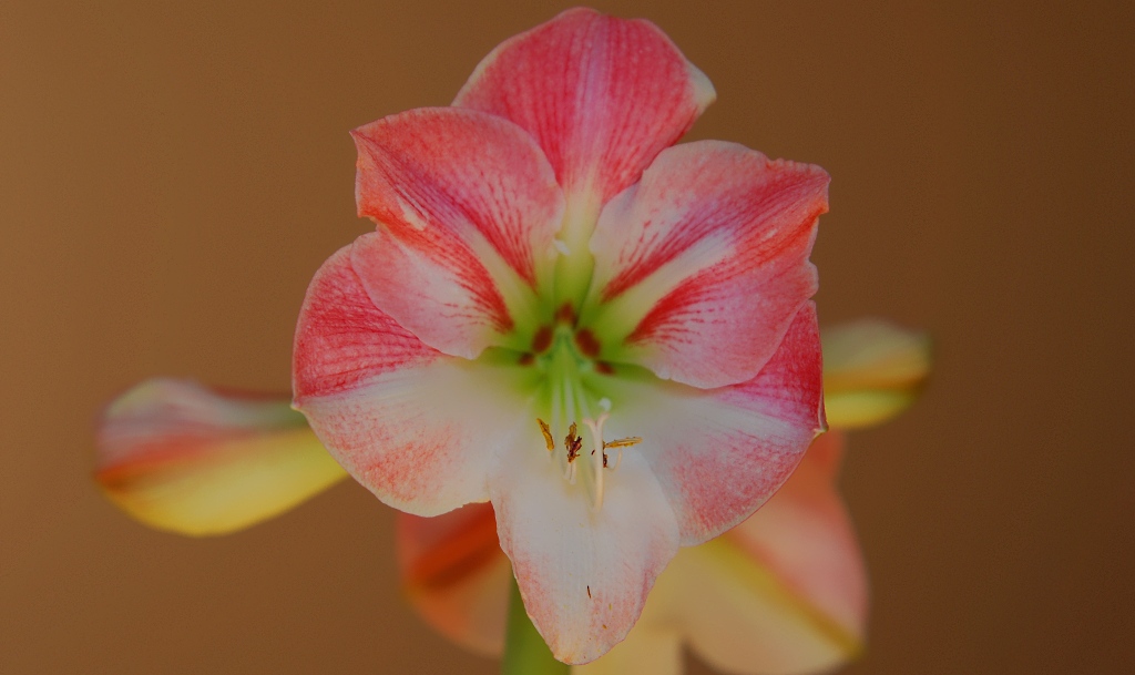 Sigma 70-200 Macro HSM