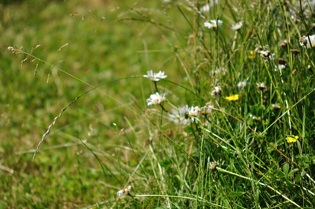 SIGMA 70-210/2.8 bei 210 mm f/2.8 auf 5 Meter, AF