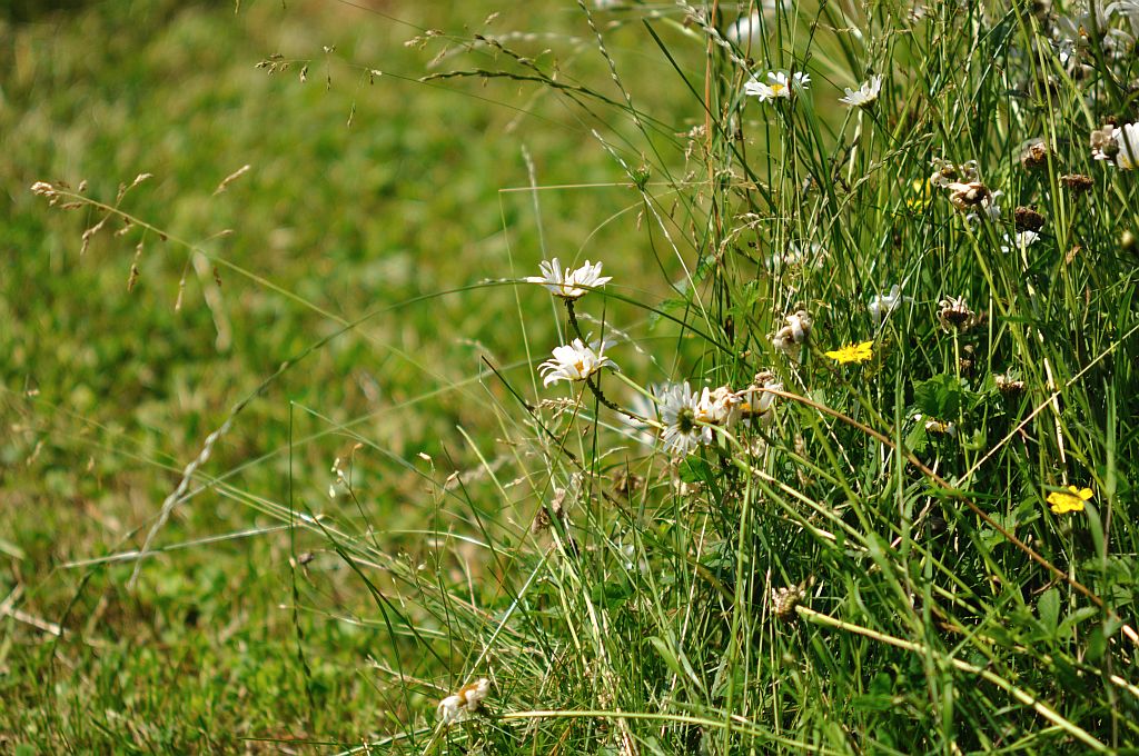 SIGMA 70-210/2.8 bei 210 mm f/2.8 auf 5 Meter, MF
