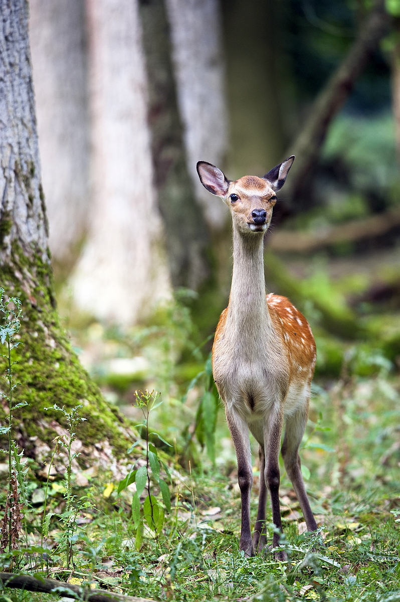 Sika-Hirsch.jpg