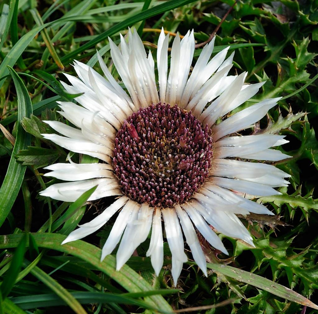 Silberdistel 1, Großer Ahornboden, Binseralm