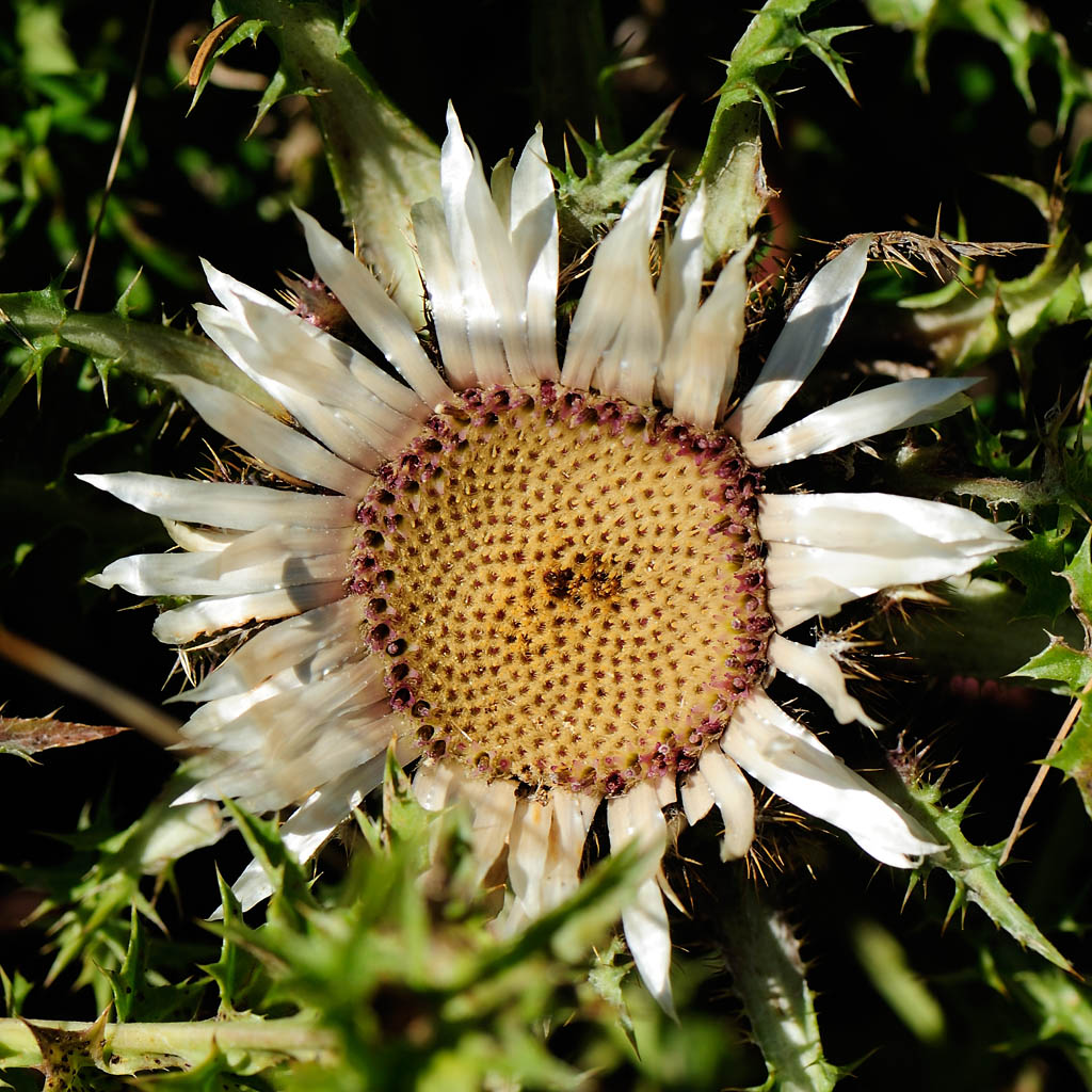 Silberdistel, Brunnenkopfhäuser (Linderhof)