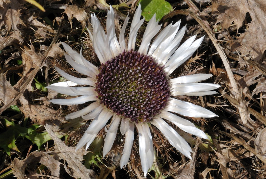 Silberdistel