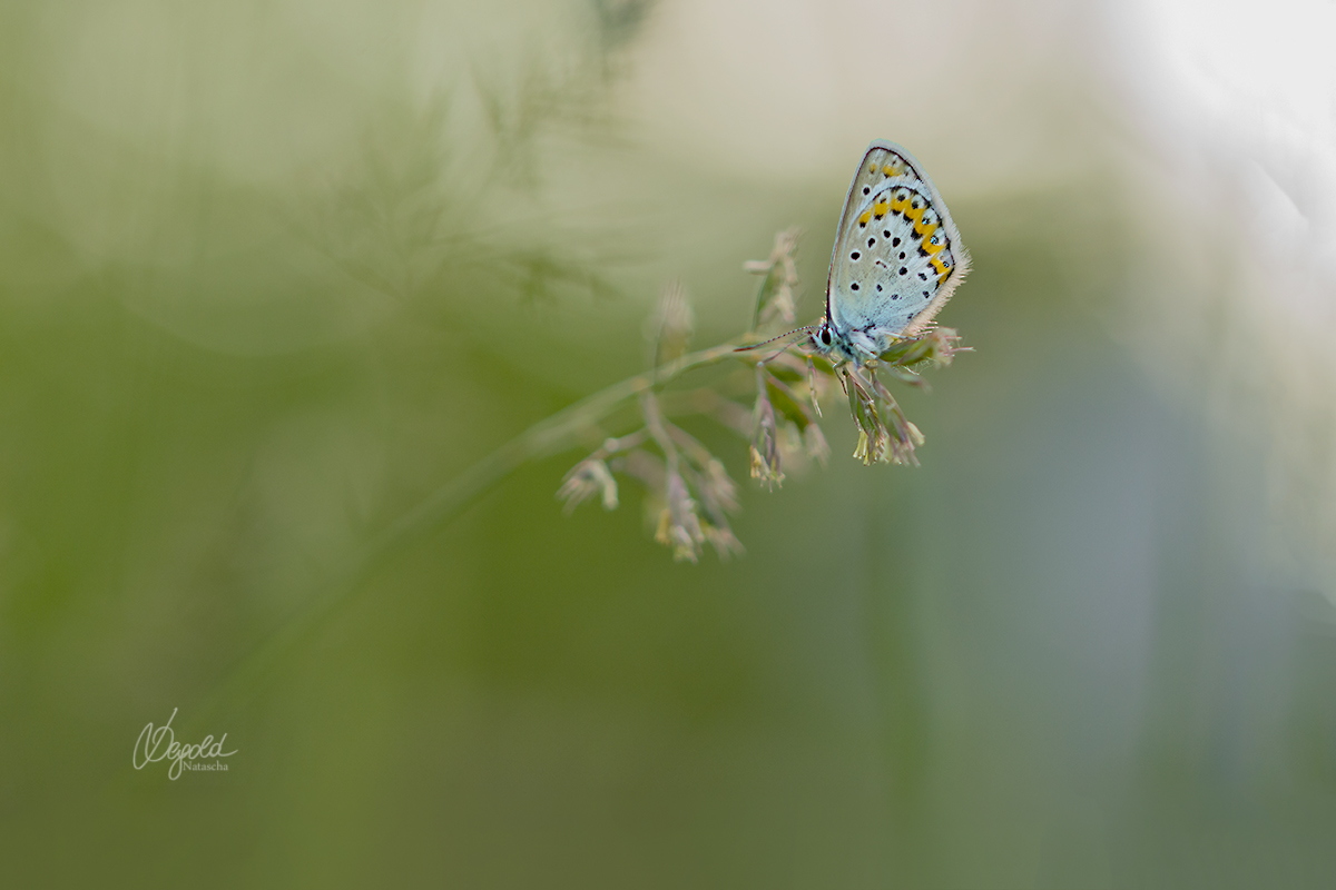 Silberfleckbläuling (Plebejus)
