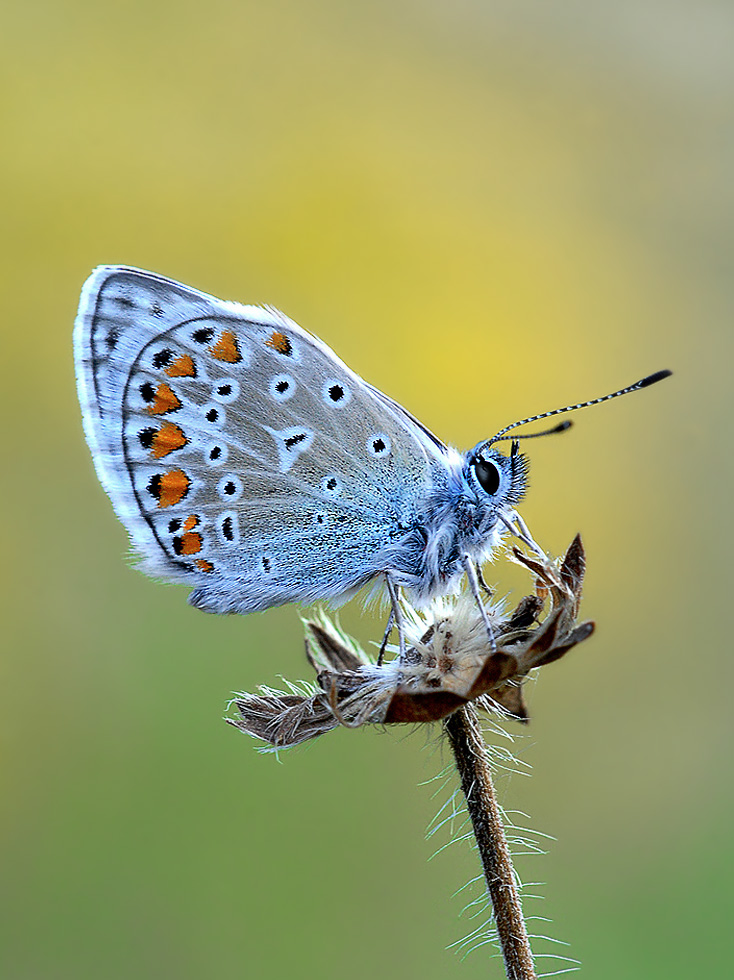 Silbergrüner Bläuling (Lysandra coridon)