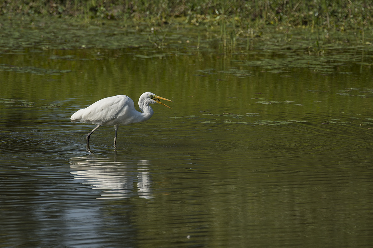 silberreiher 01