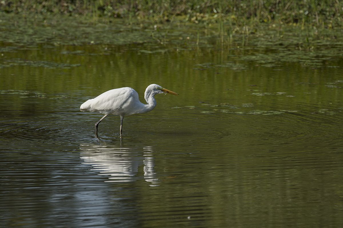 silberreiher 02