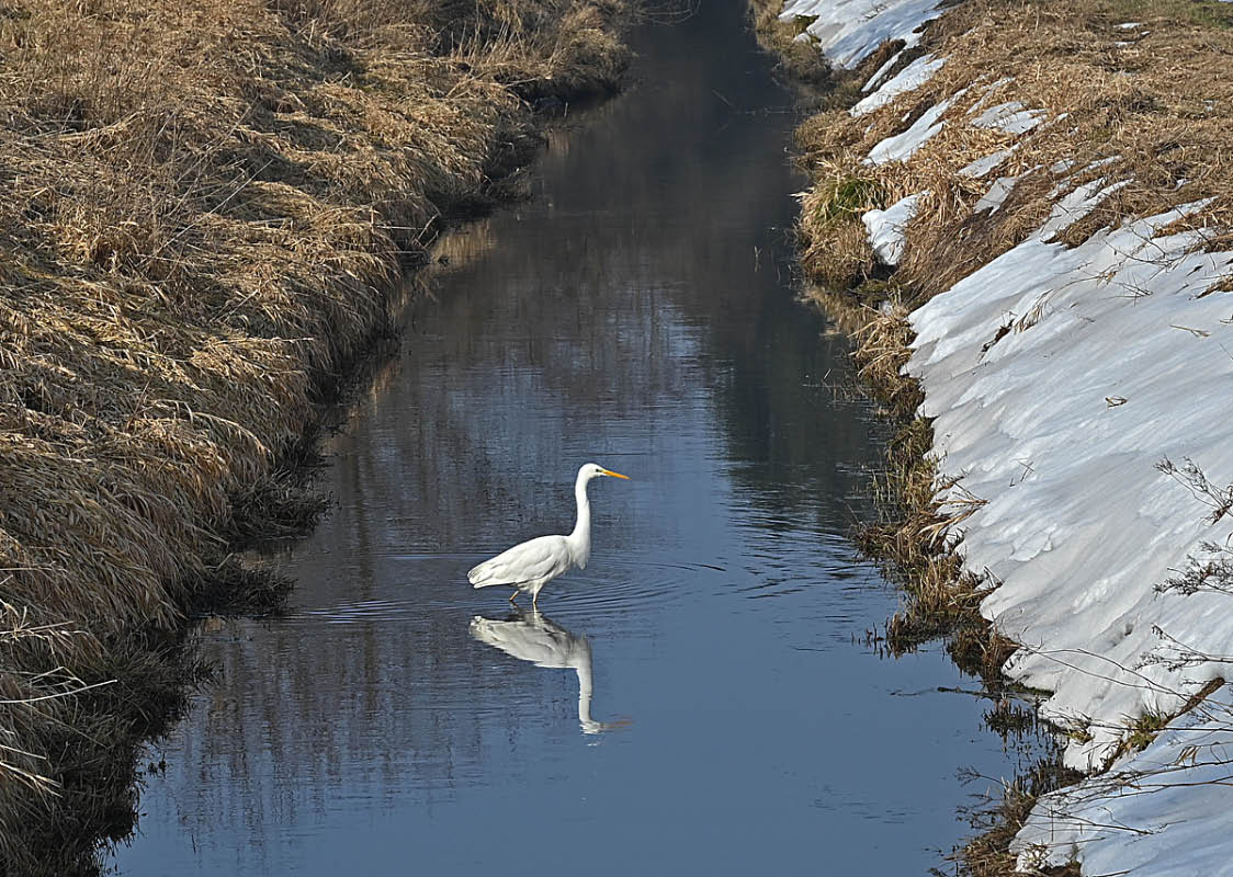 Silberreiher 2.jpg