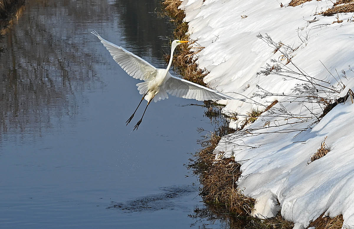 Silberreiher Abflug.jpg