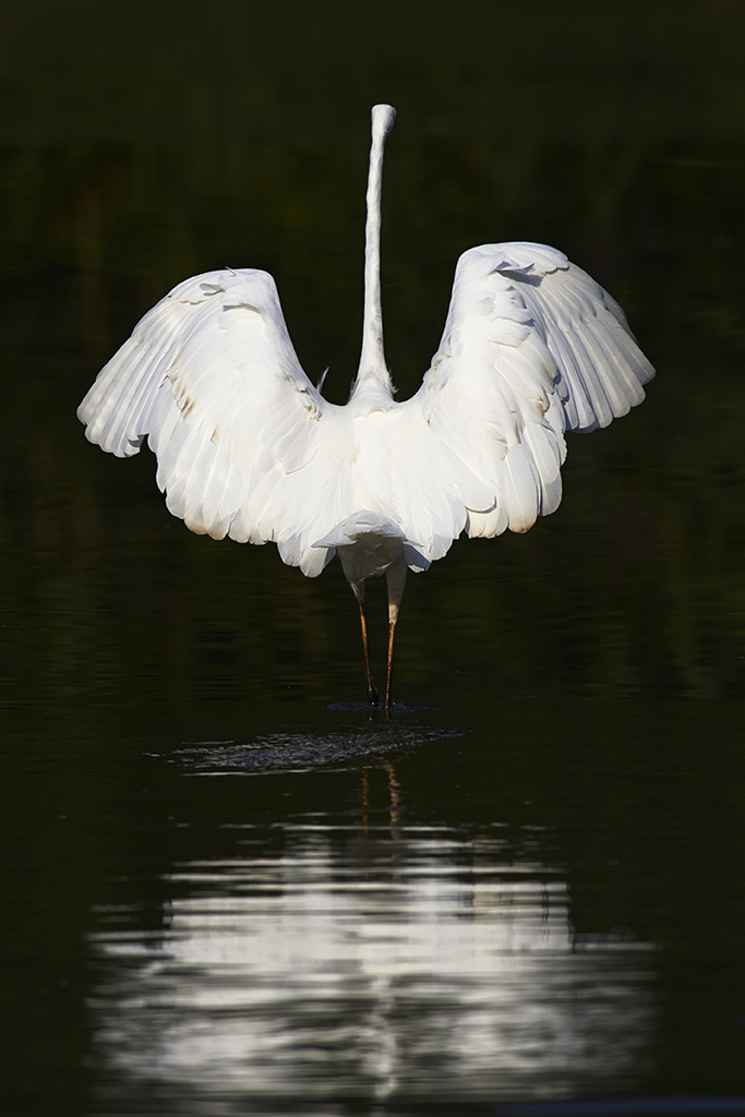 Silberreiher Ballett