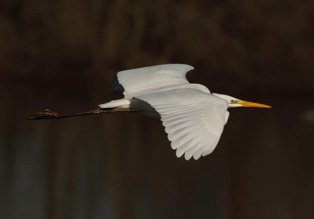Silberreiher Flug 01