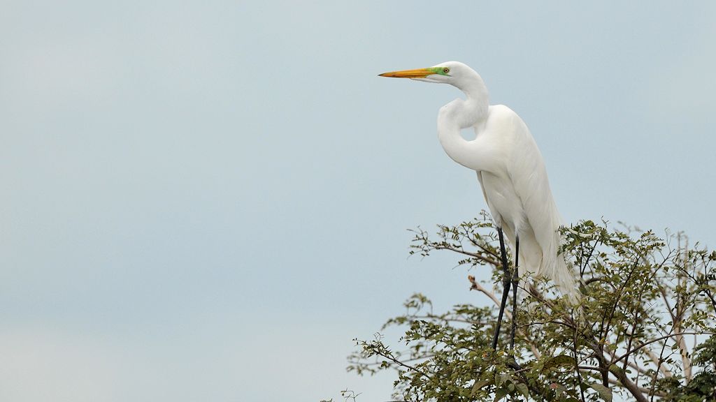 Silberreiher (Great Egret)
6054