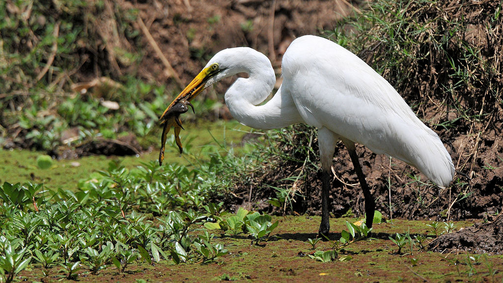 Silberreiher mit Frosch
Nkwali, South Luangwa
8473