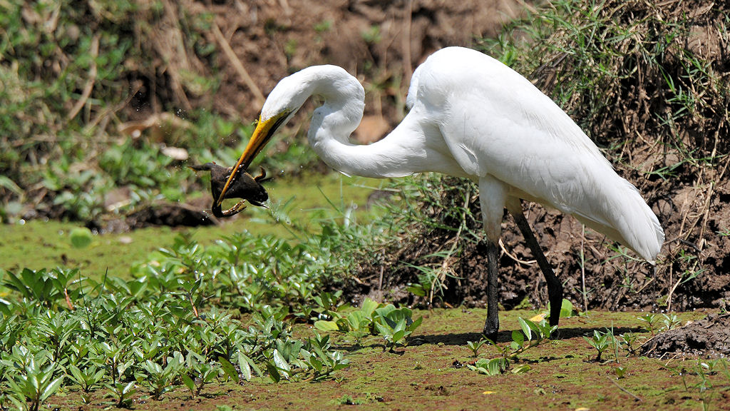 Silberreiher mit Frosch
Nkwali, South Luangwa
8489