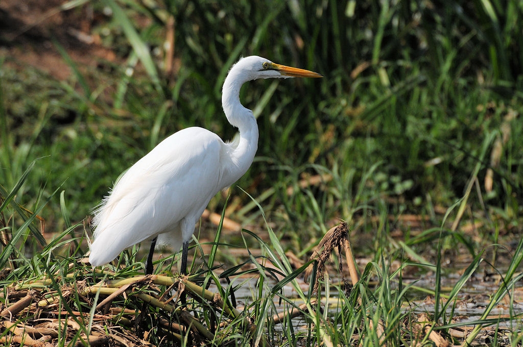 Silberreiher
Queen Elisabeth NP - Karinga Kanal
(4411)