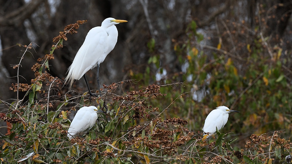 Silberreiher und zwei Schmuckreiher

s1225 Transpantaneira SnowyEgret GreatEgret 8744