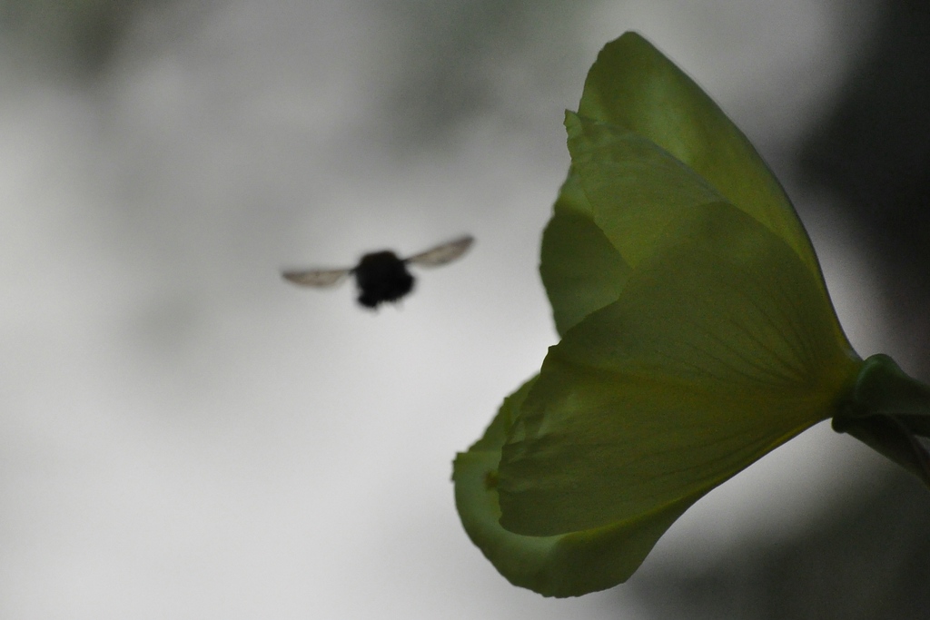 Silhouette

D90 / Sigma 70-300 DG APO

300.0mm / f/8.0 / 0.0003s (1/4000) / ISO 1600