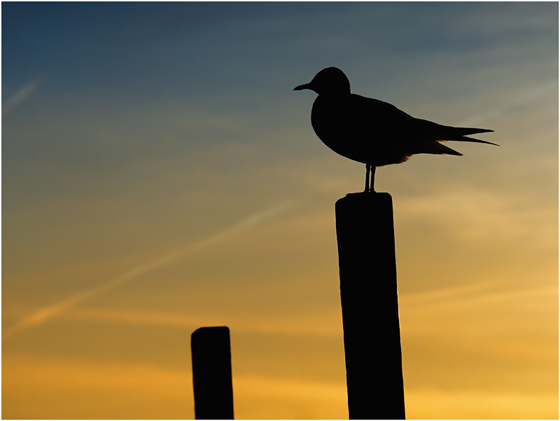 Silhouette_I