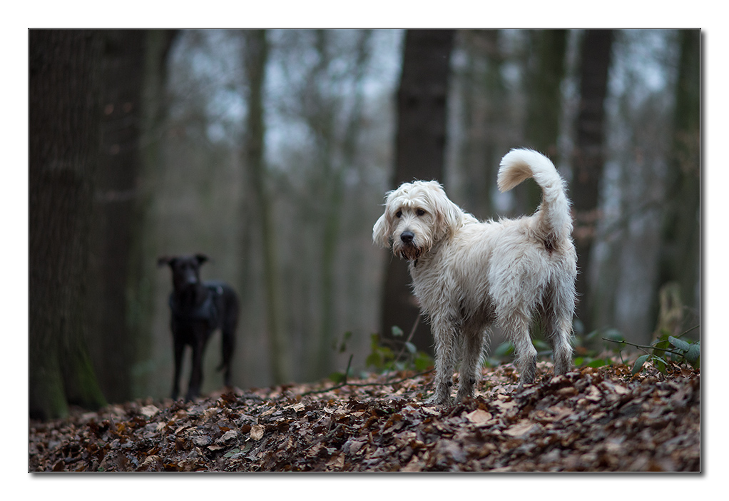 silvestertreffen