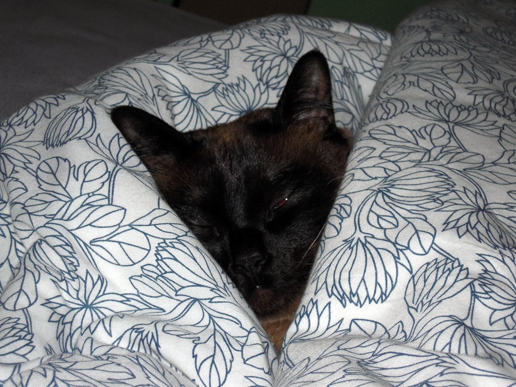 Simba schläft viel und sehr lange - am liebsten natürlich gut zugedeckt in meinem Bett ;-)