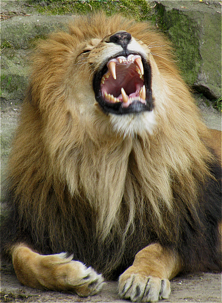 Simba