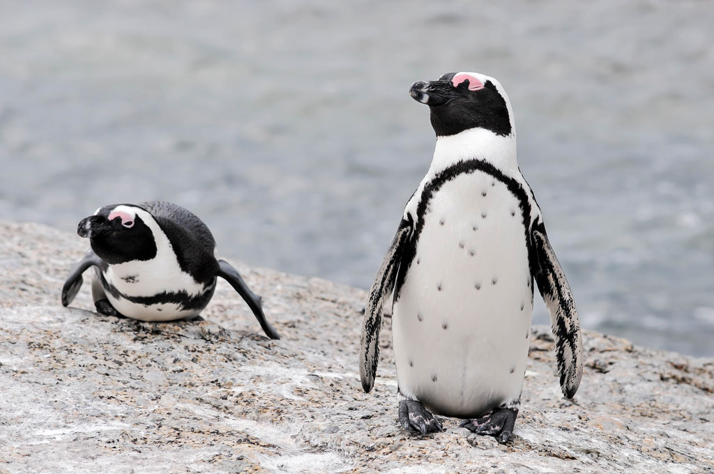 simonstown pinguin 2