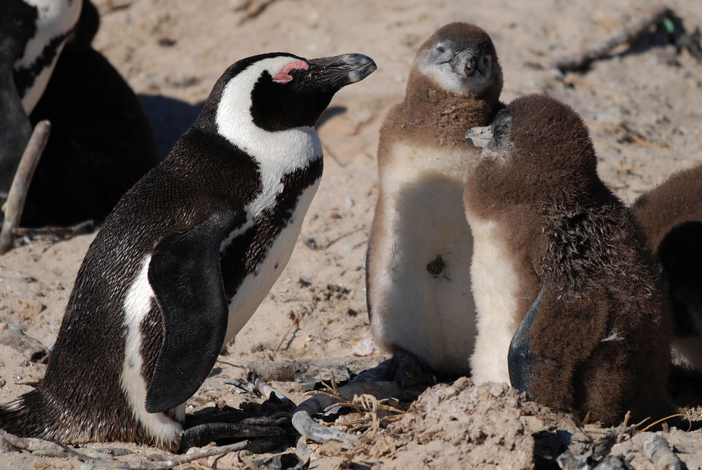 simonstown pinguin 4