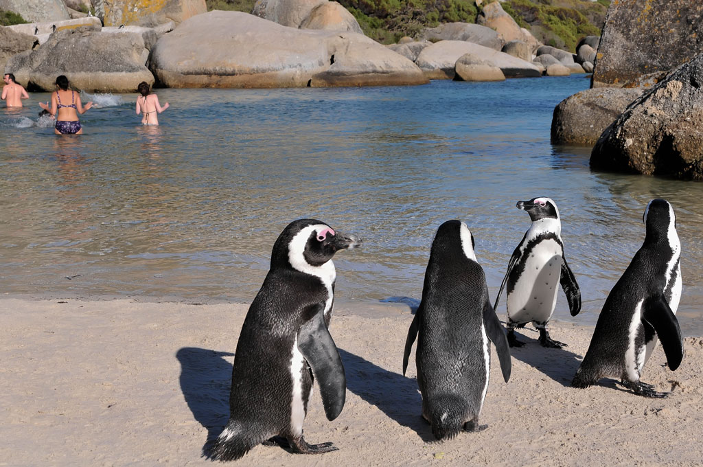 simonstown pinguin 5