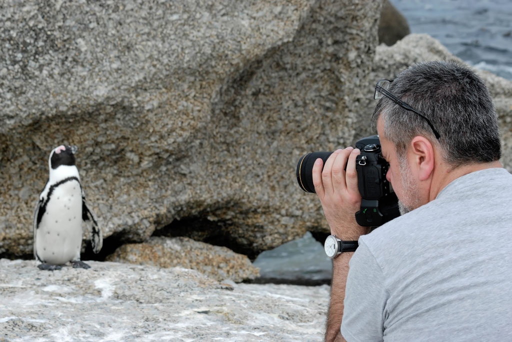 simonstown pinguin 6