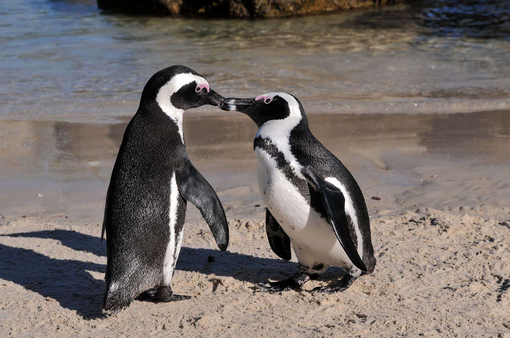 simonstown pinguin 8