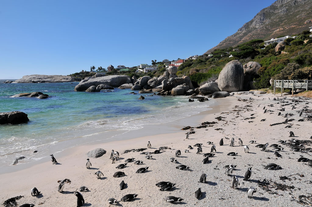 simonstown pinguin 9