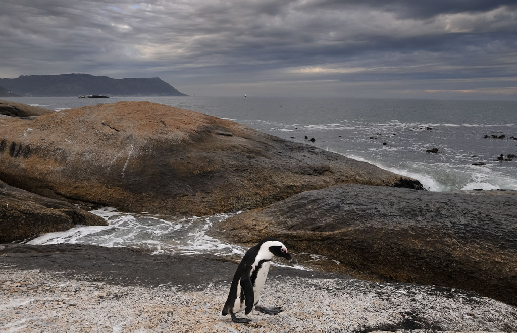 simonstown pinguin