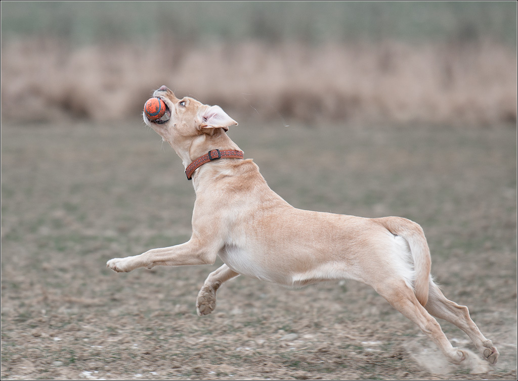 Sina am Ball 3