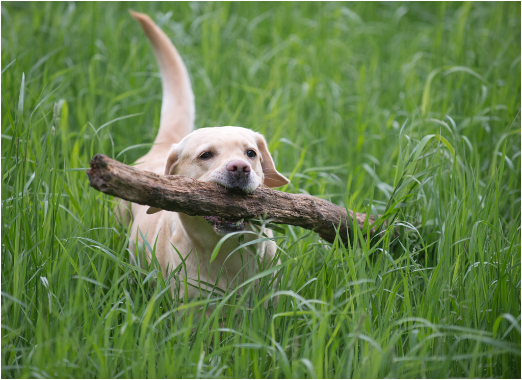 sina im gras2