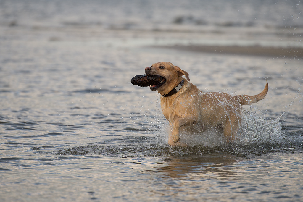 sina im meer