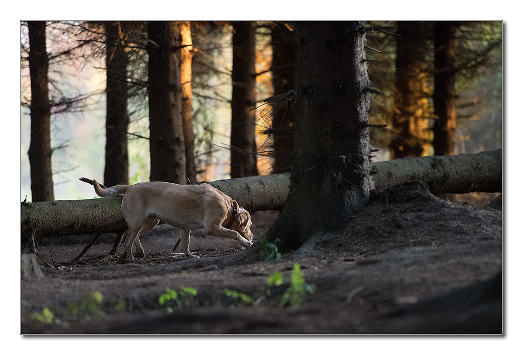 sina im wald