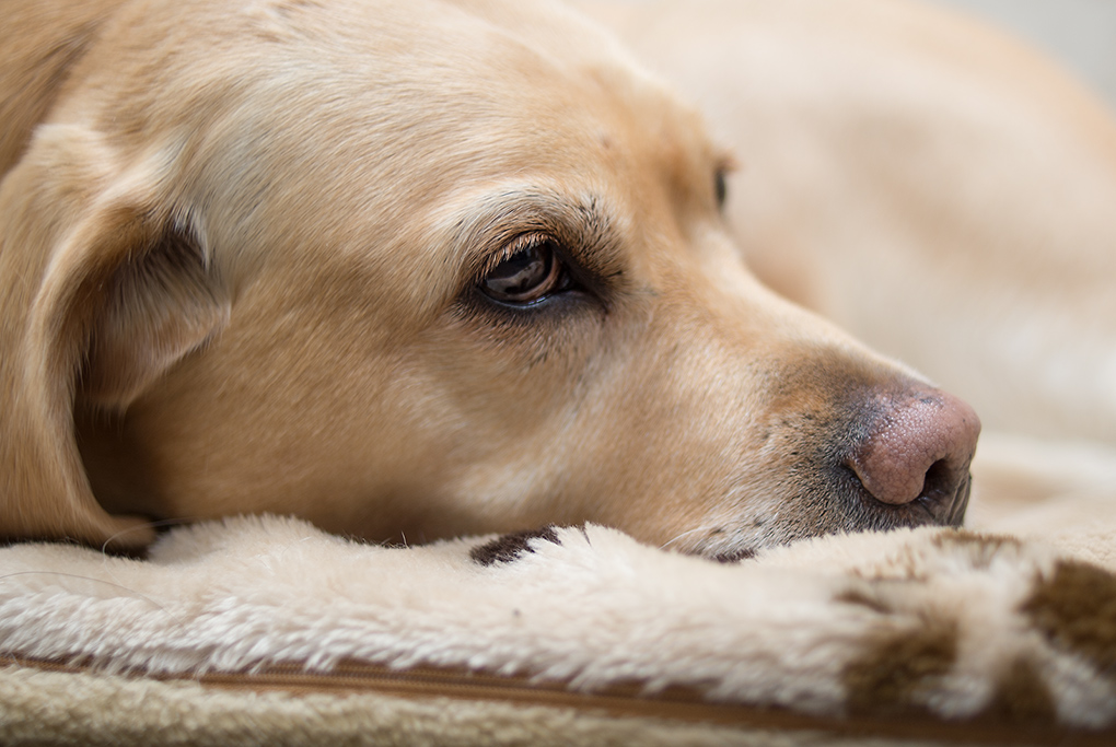 Sina Okt12.2