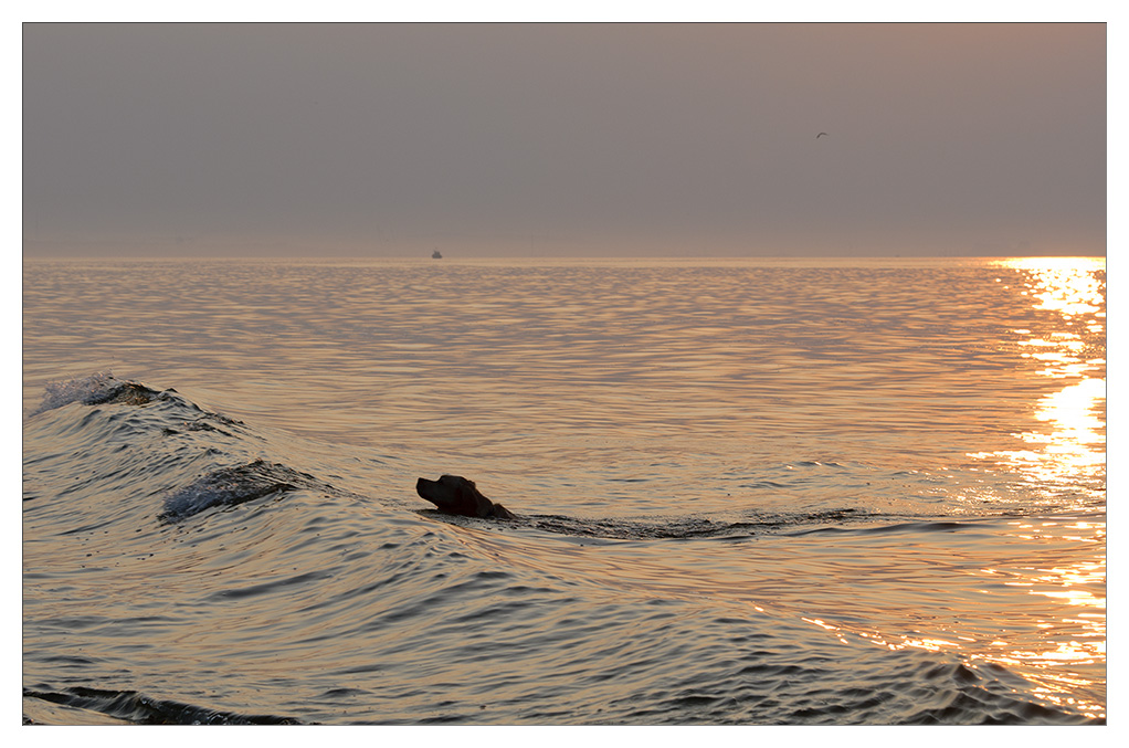 sina schwimmt im Sonnenuntergang 1