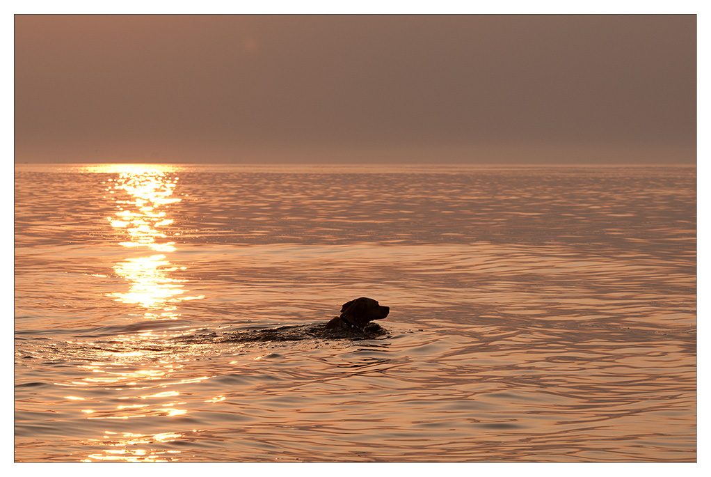 sina schwimmt im Sonnenuntergang 2