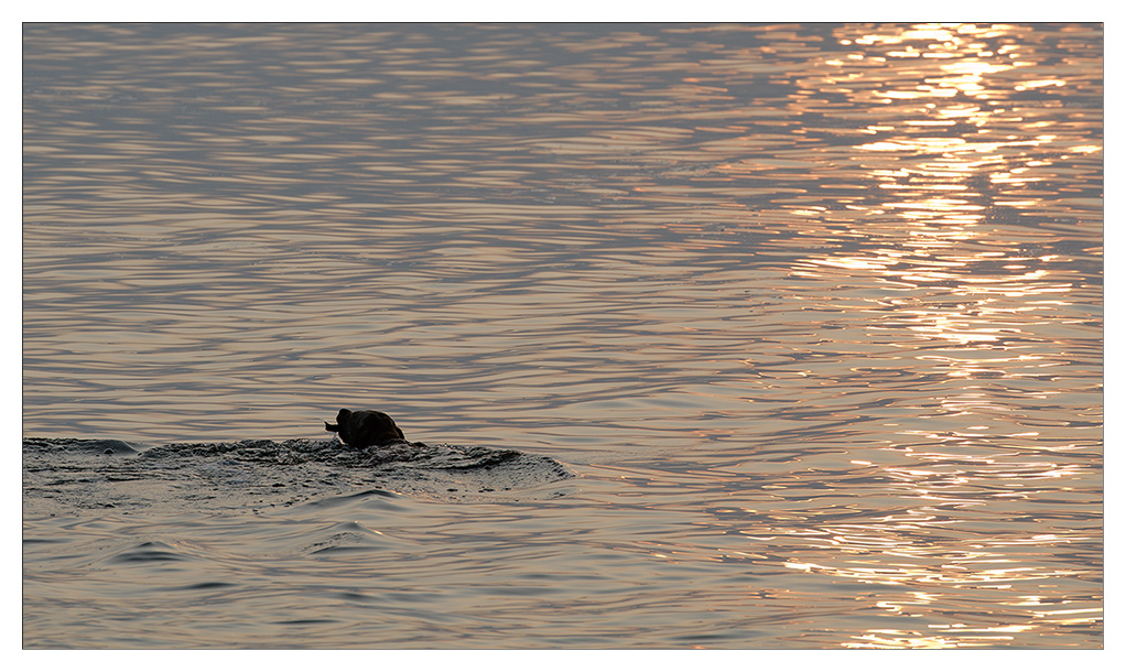 sina schwimmt im Sonnenuntergang 3