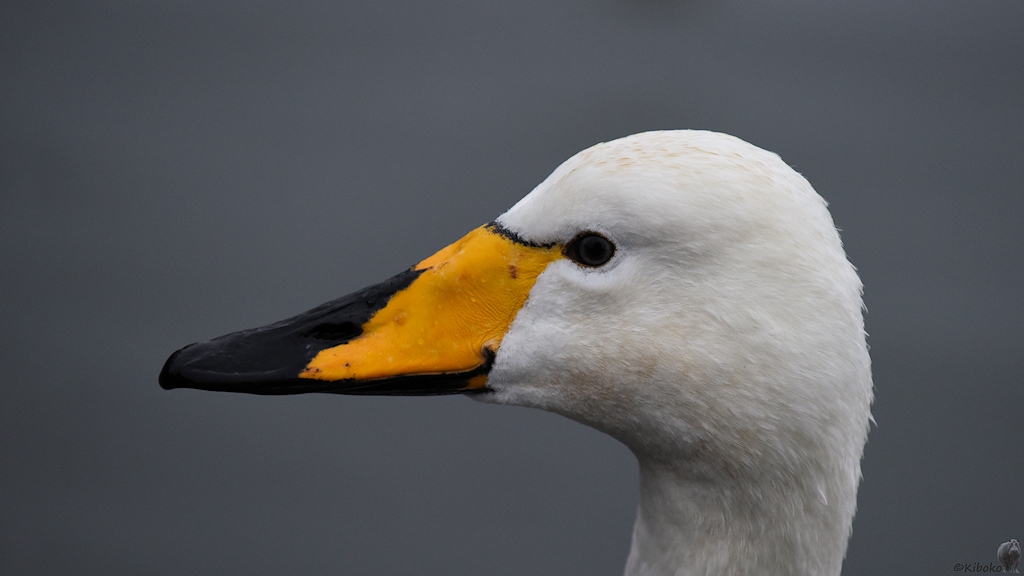 Singschwan auf dem Fjörnin, Reykjavík
7591