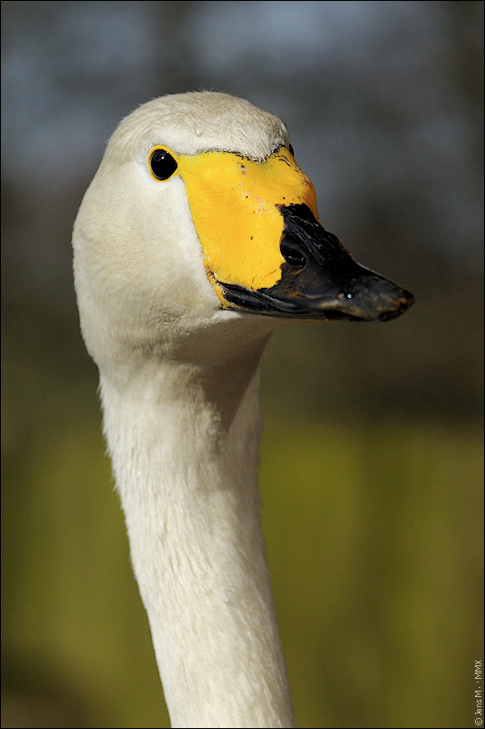 Singschwan D2X 0114 1a

· http://www.nikon-fotografie.de/vbulletin/showpost.php?p=1380910&postcount=249

EXIFs:
Aufnahmedatum: 21.03.2009 11:41
Kamera