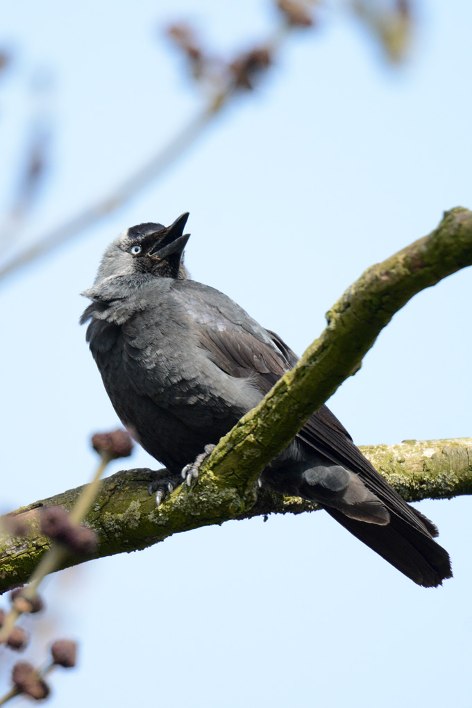 Singvogelff