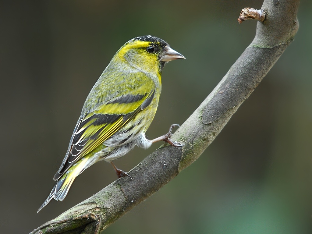 siskin4246 hf
