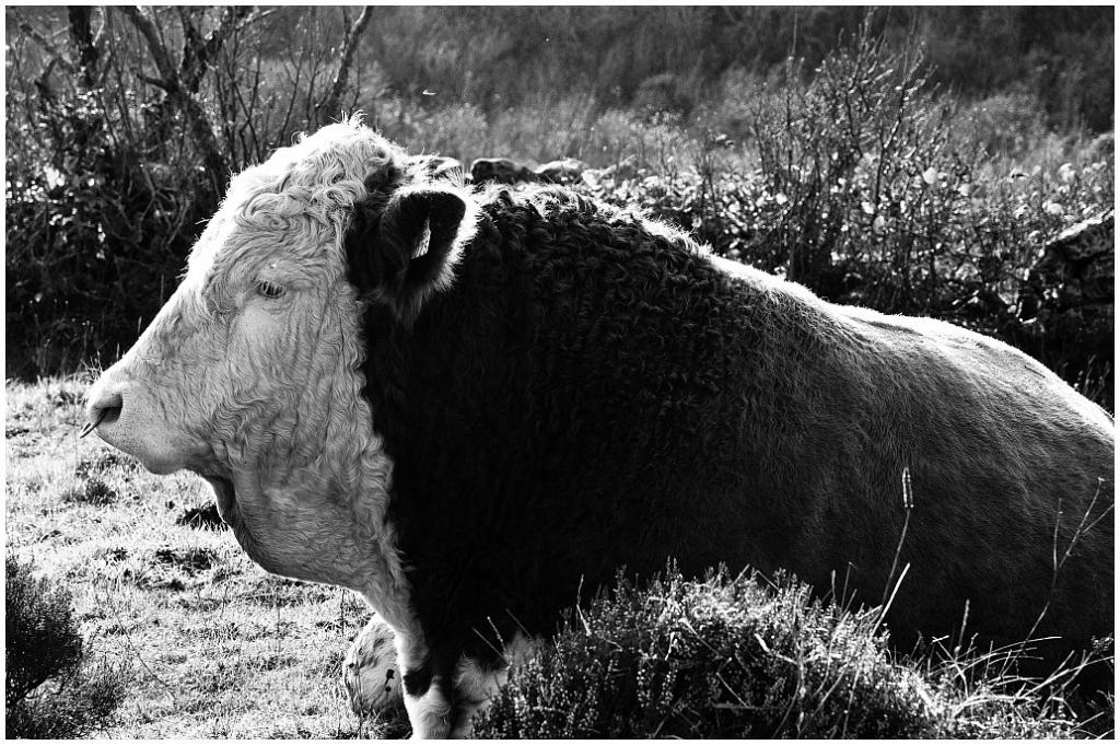 SittingBullNFF