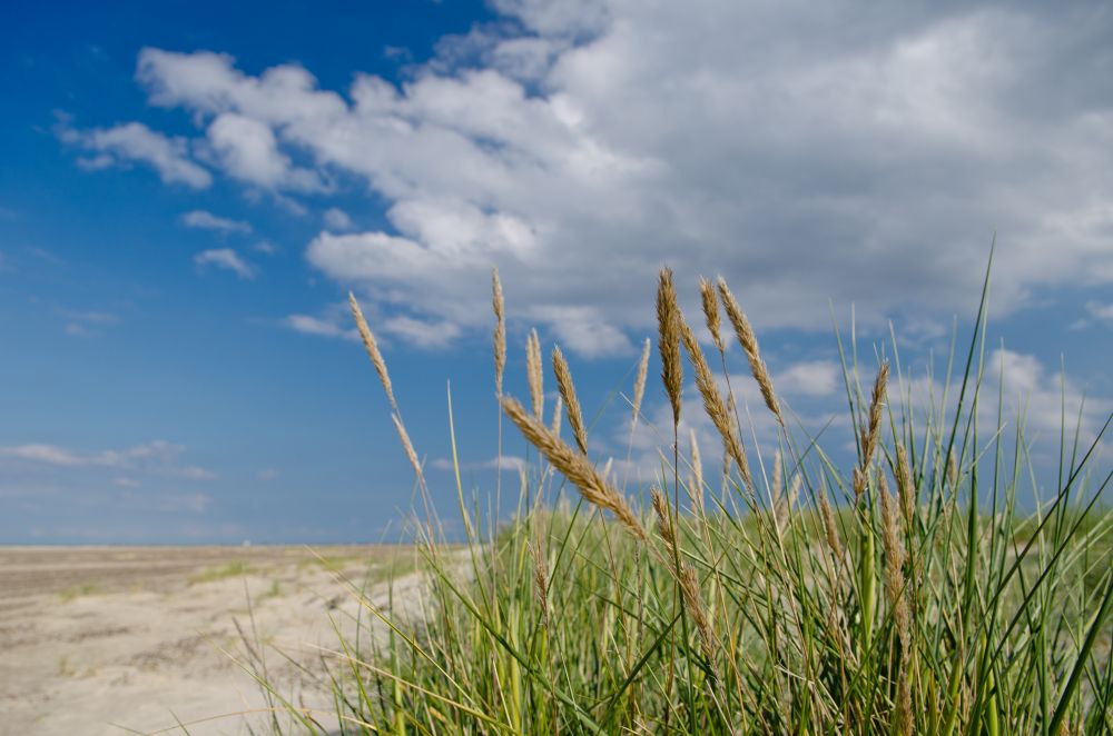 Skagen