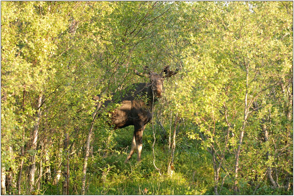 Skandinavien 12 06 254 DSC 3656